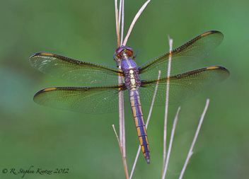 Libellula flavida, male